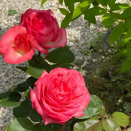 Zur Erholung Bed & Breakfast 3*