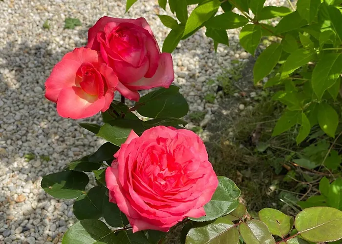 Zur Erholung Couette-café 3*