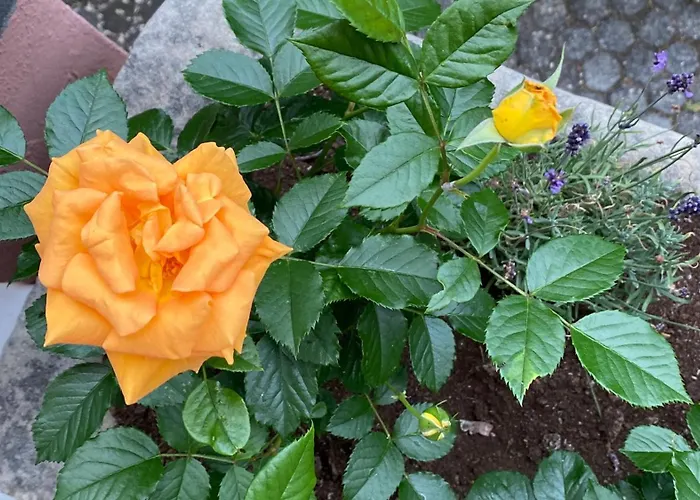 Couette-café Zur Erholung 3*